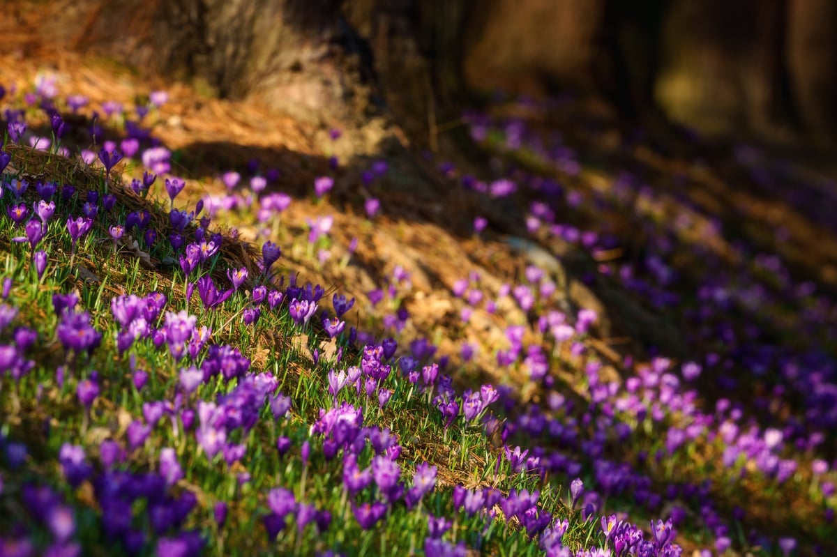 Beautiful purple crocuses or saffron flowers growing in the forest, natural spring background in sunlight