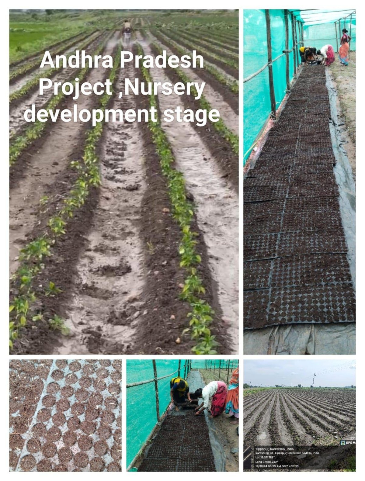 Andhra Pradesh Project Nursery development stages showing seedling rows in field, propagation beds with mesh, workers tending plants, and mature rows.