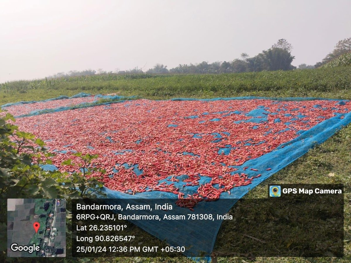 Aerial view of red chili peppers drying on blue tarps in a field in Bandaromora, Assam, India