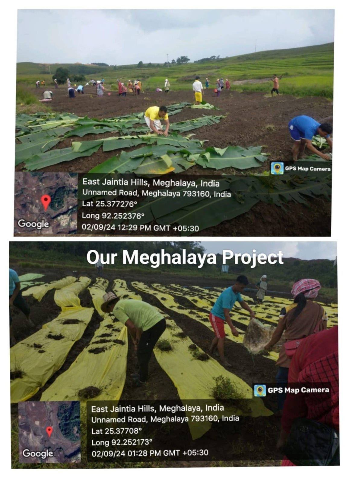 Agricultural workers in fields at East Jaintia Hills, Meghalaya, India during monsoon season farming activities