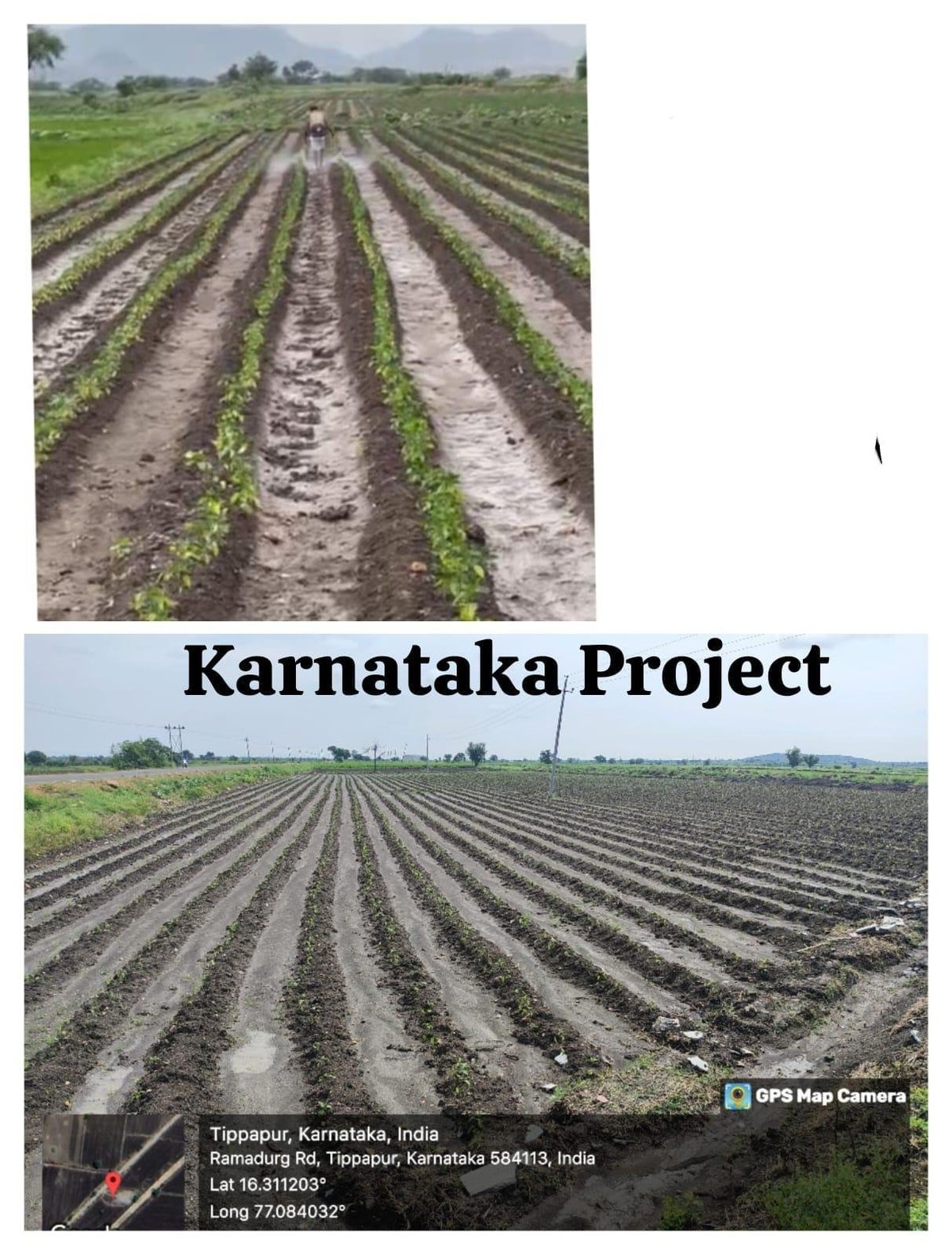 Comparison of agricultural fields in Karnataka Project showing crop rows in different growth stages, located in Tippapur, India