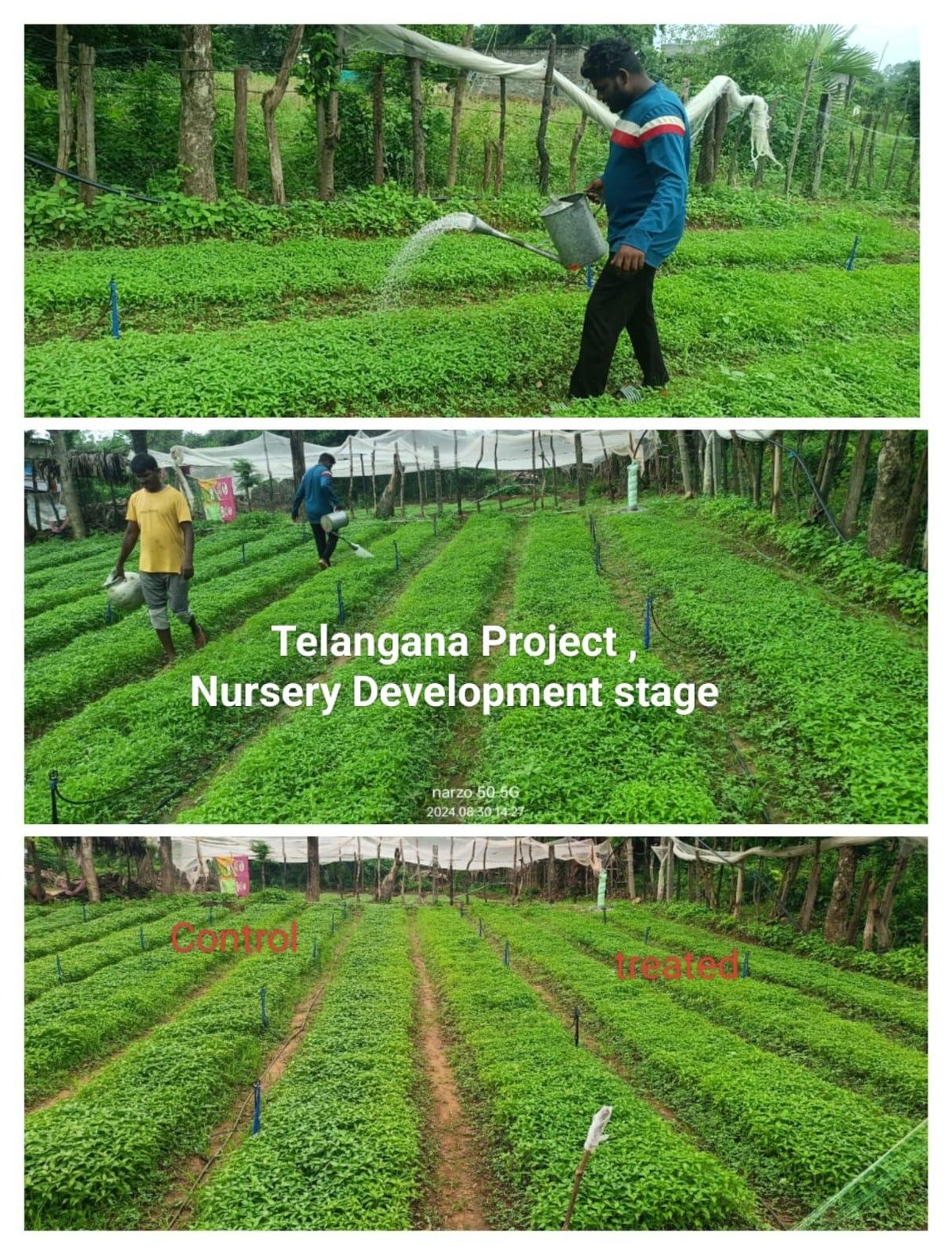 Telangana Project nursery development showing workers tending to green plant rows in agricultural fields with irrigation systems
