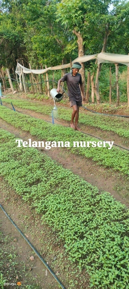 Man watering seedlings at Telangana nursery with rows of green plants and wooden arbor structures in background