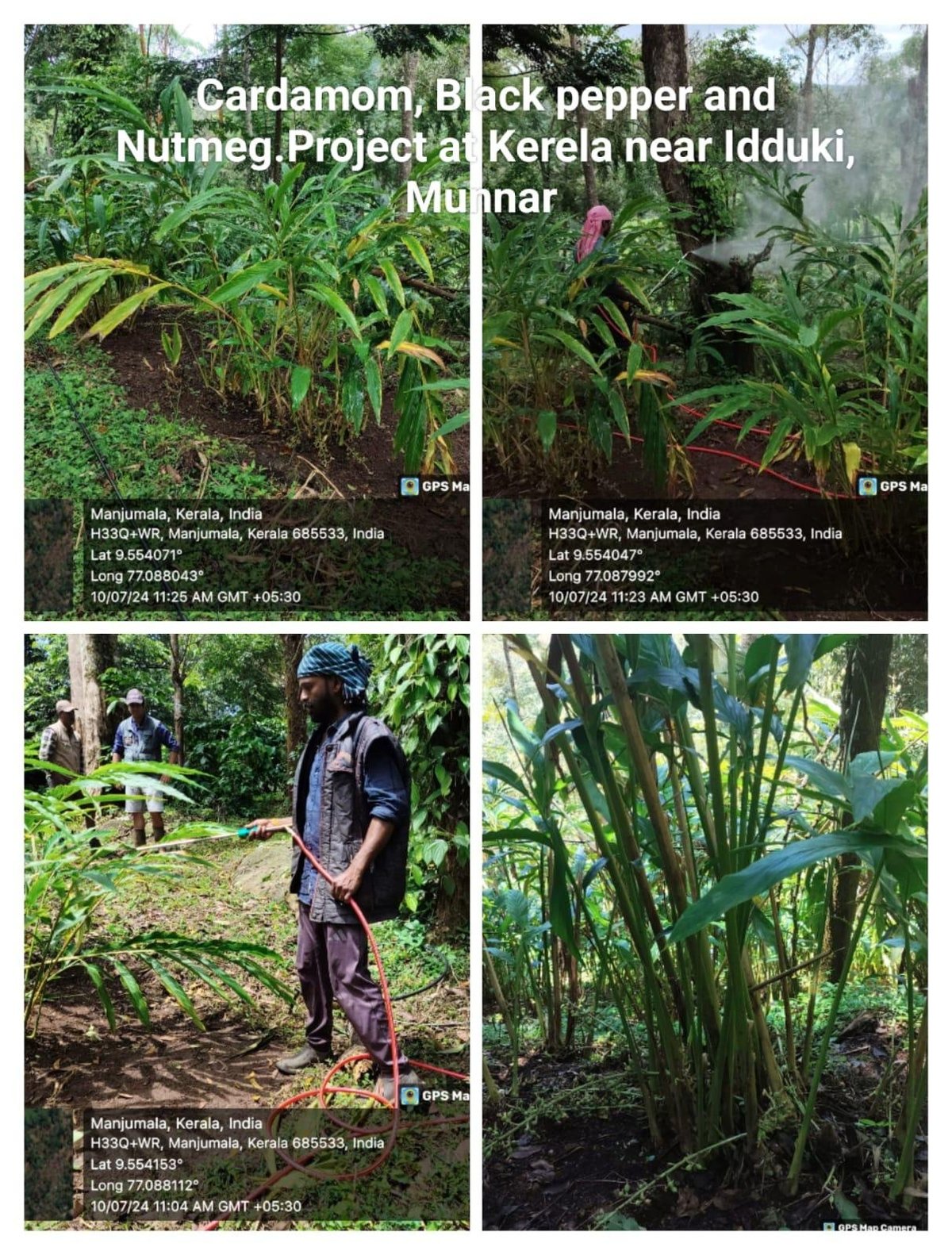 Four-image grid showing cardamom, black pepper, and nutmeg cultivation project in Kerala, India, featuring crop plants and farming activities