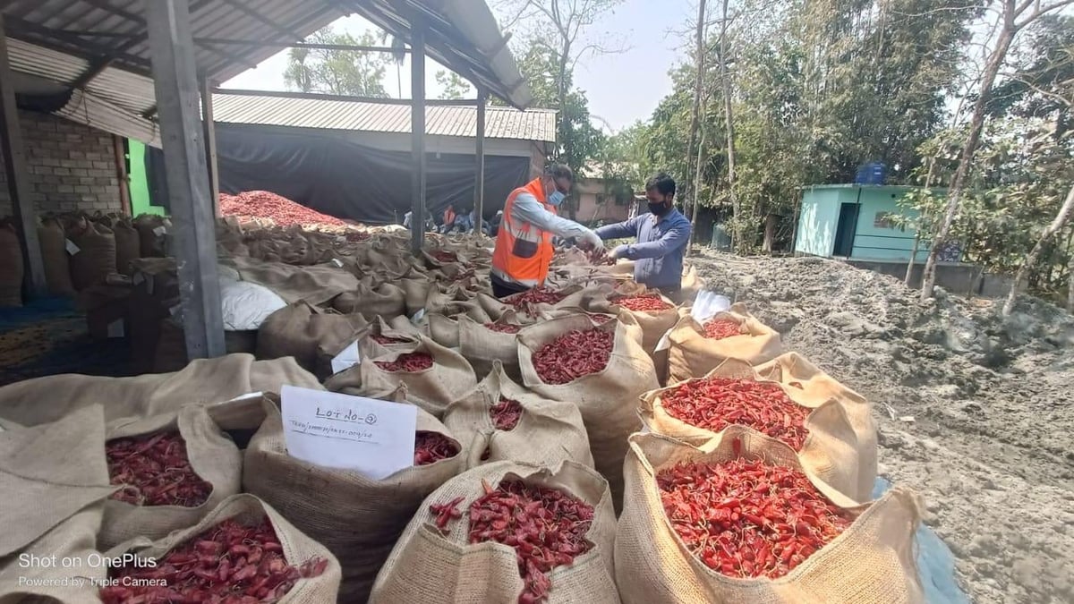 Workers sorting red peppers at an outdoor agricultural facility with burlap sacks of harvested produce